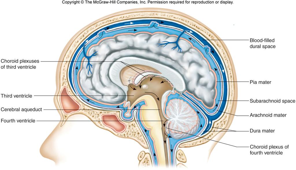 CSF completely surrounds the brain and spinal cord (subarachnoid space) and acts as a Hydrocephalus: Water on the brain.