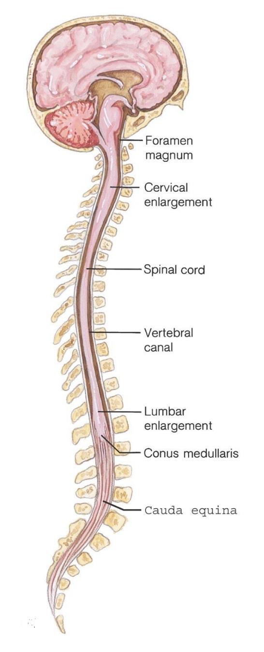 29-12 CNS: Spinal Cord Slender structure continuous with the brain Descends into the vertebral canal and ends around the level of the first