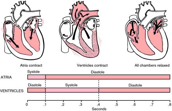 14. Stages of the Cardiac Cycle Sequence of events in one complete heart beat 2 Parts Systole Chamber contracts Pushes blood out of chamber Diastole Chamber relaxes Chamber fills with blood Both