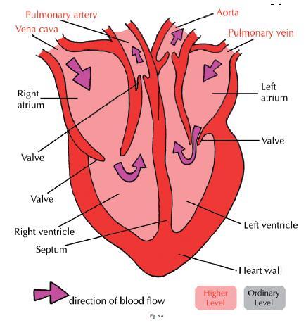 There are 3 types of blood vessel 1. Arteries carry blood away from the heart 2.