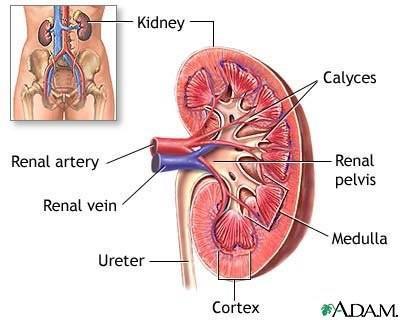 Kidneys The kidneys are two bean-shaped organs at the back of the body below the ribs which filter the blood. They extract toxic substances from the blood and form urine.