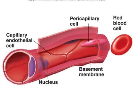 The size of the lumen (the hole down the middle) of the artery is small in comparison with the thick of its wall.