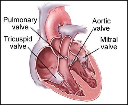 muscular walls. The right side of the heart receives oxygen-poor blood from the body and pumps it only to the lungs, so it has got thinner walls than the left side.
