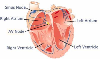 Systemic circulation Oxygen-rich blood from the left ventricle is pumped out through the aorta into the rest of the body to supply tissues and cells with oxygen.