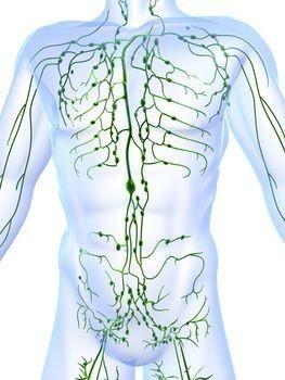 The lymphatic system is a circulatory system that transports lymph, important in the recycling of body fluids and in the fight against diseases.
