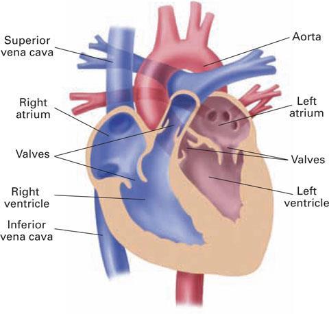 Lesson 5 The Circulatory System The Heart The heart muscle contracts to pump blood