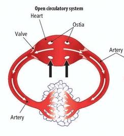 OPEN CIRCULATORY SYSTEM 1. The blood leaves the arteries. 2. It comes into contact with the cells. 3.