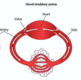 CLOSED CIRCULATORY SYSTEM The blood circulates continuously through the blood vessels. It never leaves the blood vessels. 1. The heart sends blood to the arteries. 2.