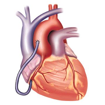 THE CIRCULATORY SYSTEM The heart pumps the blood