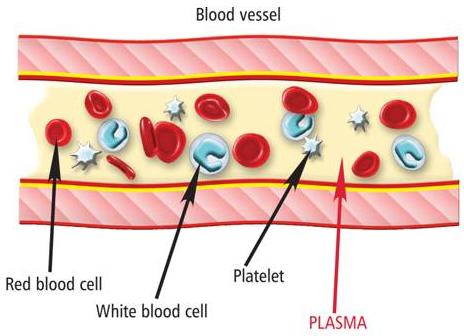 Blood Type Looks like Function Transport oxygen & carbon dioxide Fight & destroy diseasecausing bacteria &