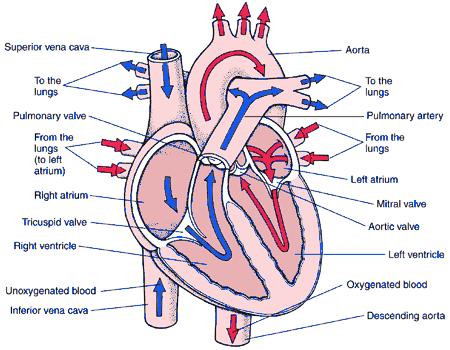 Parts of Heart Function (Job) Blood vessel brings blood from upper body to right atrium Blood vessel brings blood from lower body to right atrium A chamber that collects blood from the body A valve