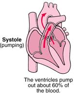 the body Diastole (Filling) Heart muscles Relax Systole (Pumping) Heart muscles Contract Heart Beat (Heart Sound)