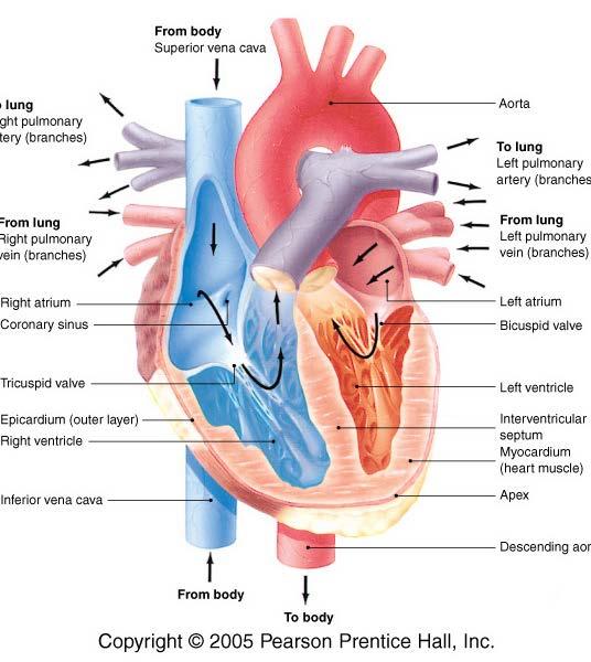 Heart Hollow organ Pumps blood throughout the