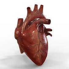 Heart Facts The average adult heart beats 72 times a min 100,000