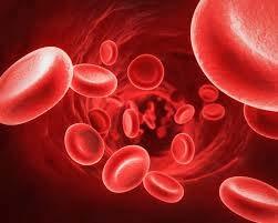 Blood Provides vital transportation for the body Four components Red blood cells (transport oxygen & nutrients)
