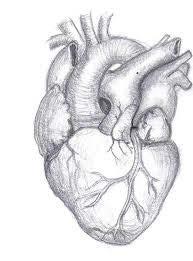 Heart Facts Weighs 11 oz A healthy heart pumps 2,000