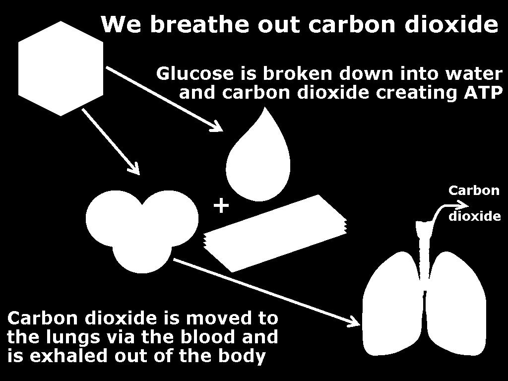 dioxide gas and water. Both leave your cells and enter your blood.