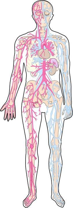 Body Systems A body system is a