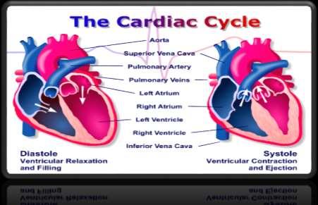 Cardiac Output/Pulse The human heart is composed mostly of cardiac muscle. The atria have relatively thin muscular walls, whereas the ventricles have thicker walls.