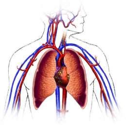 The Circulatory System Transports: blood and oxygen from the lungs to the various tissues of the body O 2 from the lungs to the cells; CO 2 (a waste) from the cells to the lungs.