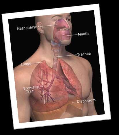 What Is The Respiratory System?