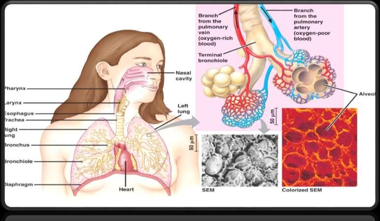 Anatomy Of The Respiratory System The respiratory system is composed of numerous organs used to carry air into and out of