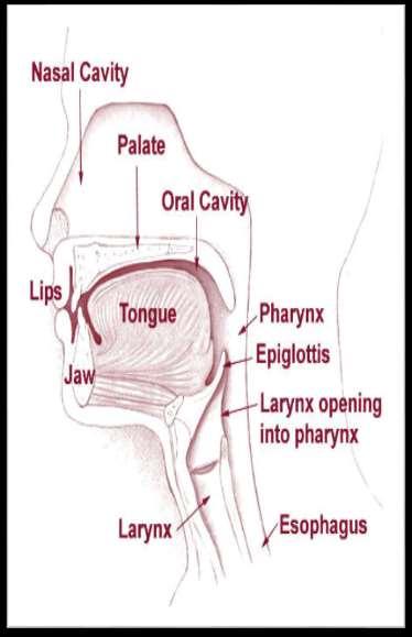 Pharynx The pharynx is also known as the throat.
