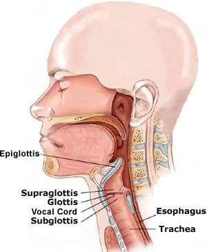 A third cartilage is called the epiglottis. It is a leaf-shaped lid at the entry to the larynx. The function of it is to seal of the respiratory tract when food or liquids pass into the esophagus.