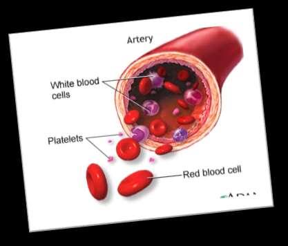 blood, red and white blood cells,