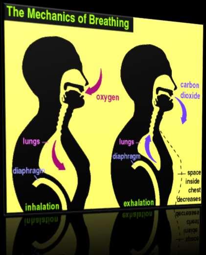 The Breathing Process Breathing is the mechanism by which mammals ventilate their lungs (bring air in and out).