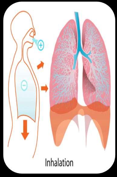 Inhalation Inhalation is the process of bringing air INTO the lungs. During inhalation, the following events occur: 1) The ribs move up and out 2) The diaphragm moves down.