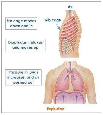 2) The diaphragm moves up 3) The intercostal muscles relax.