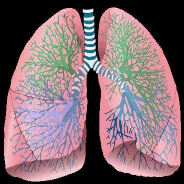 Volume for the Lungs Under resting conditions and during a normal breath, about 500 milliliters of air enter and