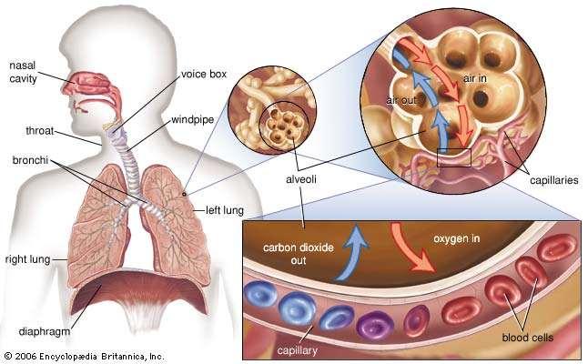 Gas Exchange Oxygen and carbon dioxide are transported to and from the lungs by slightly different mechanisms. At the alveoli, oxygen in the air is exchanged for carbon dioxide in the blood.