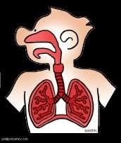 Fun Facts About The Respiratory System When you are sleepy or drowsy the lungs do not take enough oxygen from the air. This causes a shortage of oxygen in our bodies.