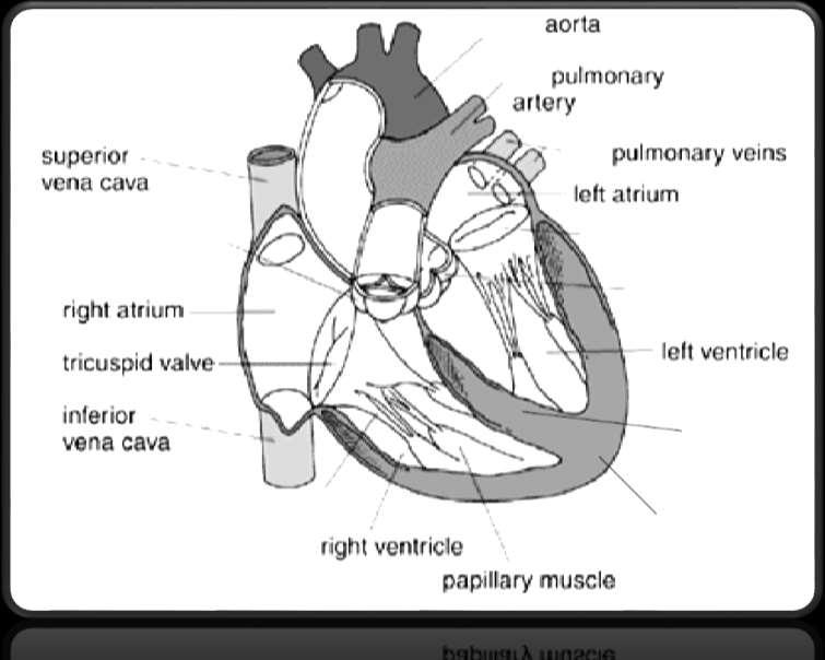 The Heart: pumps oxygen rich blood, nutrients, hormones, and