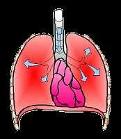 Source Page Respiratory Basics Animation: http://www.wisconline.com/objects/viewobject.aspx?