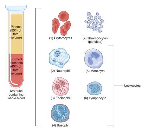 Leukocytes Serve as the body s natural defense