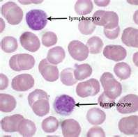 Monocytes aids in phagocytosis of harmful bacteria