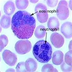 Leukocytes Granulocytes Neutrophils aids in phagocytosis and