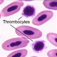 Thrombocytes Smallest of solid components of blood.