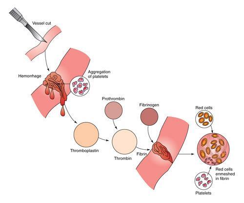 Thrombocytes of the