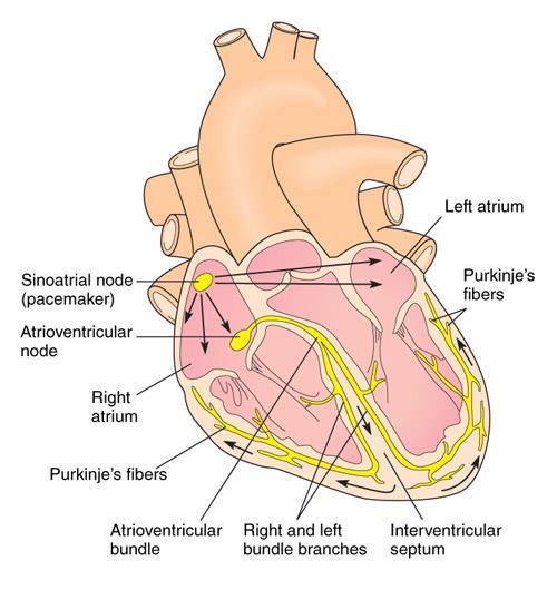 Conduction system of heart beats Electrical impulse originating in the heart causes the myocardium to contract in a cyclic manner.