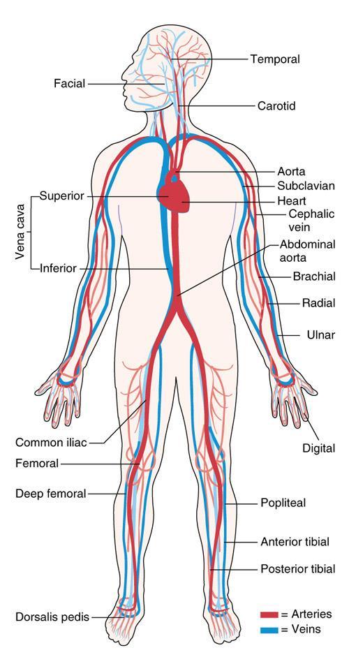 The transportation process Systemic circulation: Blood is transported from the