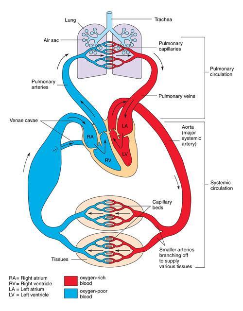 The transportation process Cardiopulmonary circulation: Blood is transported