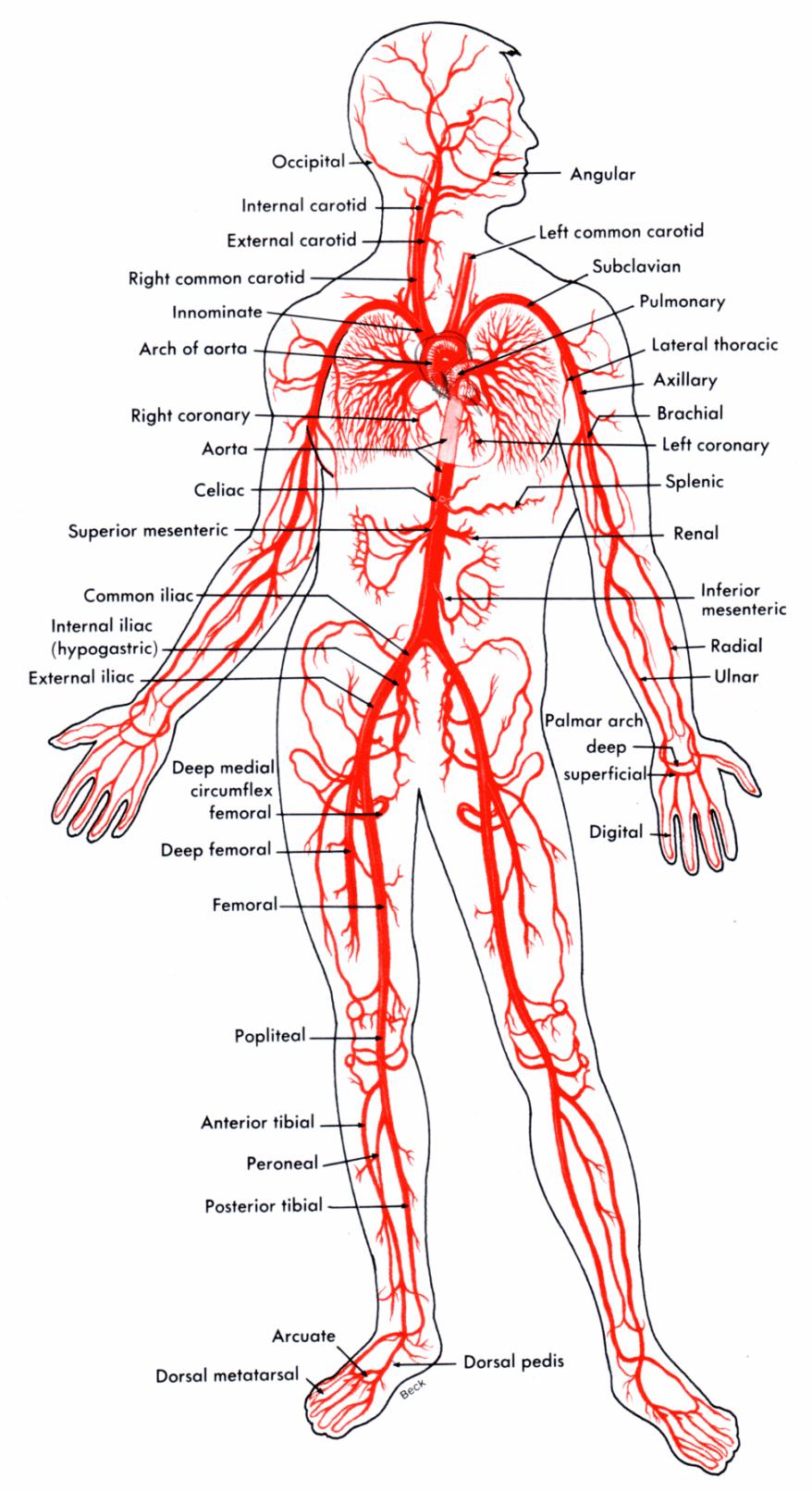 Vessels of the circulatory system ARTERIES Functions of arteries: Carry oxygenated blood away from