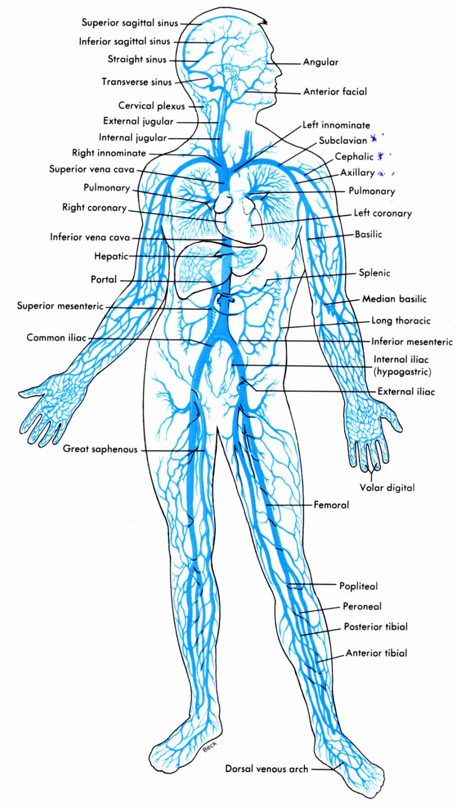 Vessels of the circulatory system VEINS Functions of veins: Carry deoxygenated blood away from capillaries to