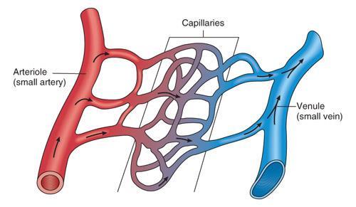 Vessels of the circulatory system Capillaries Allow oxygen and nutrients to pass through to the cells At the