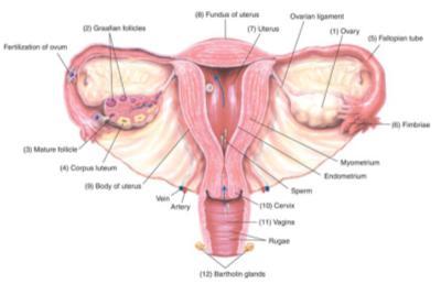 Ovaries Paired; flank the uterus on each side Almond shaped but twice as large Held in place within the peritoneal