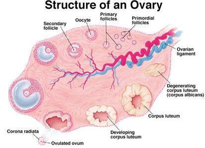 uterine tubes, uterus and vagina Ovarian Cortex Outer region made of highly vascular connective tissue Contains